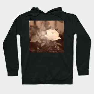 Gentle white rose in soft blurred focus, sepia toned Hoodie